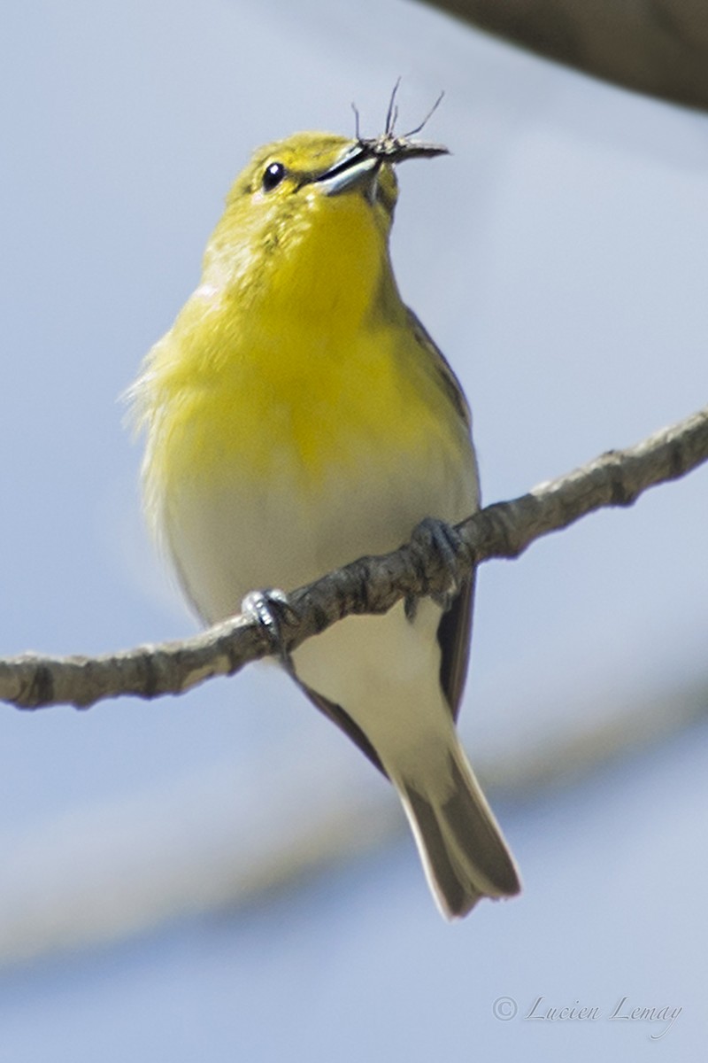 Yellow-throated Vireo - Lucien Lemay