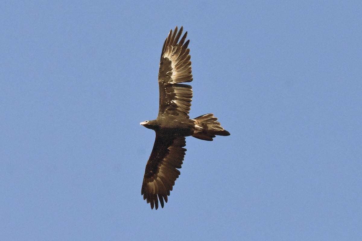 Wedge-tailed Eagle - ML99923721