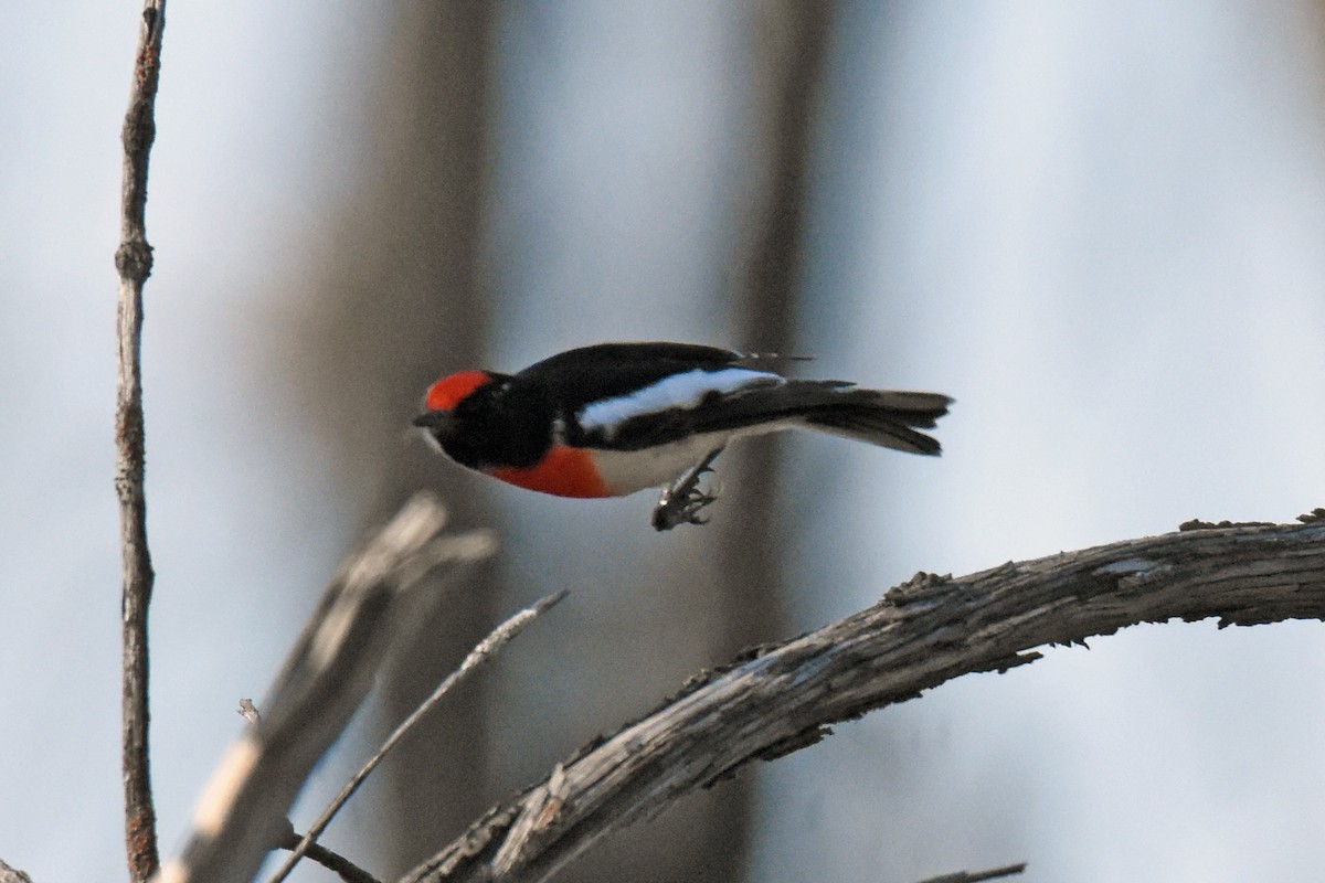 Red-capped Robin - ML99924051