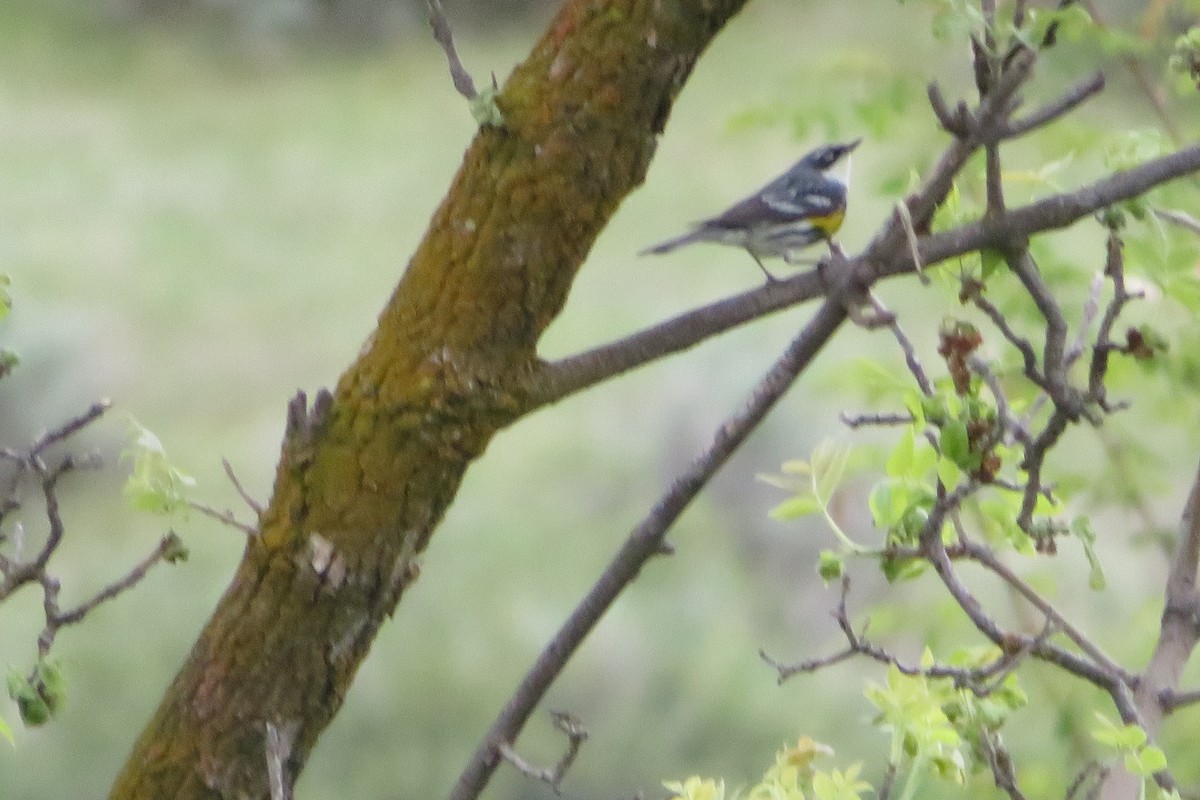 Yellow-rumped Warbler (Myrtle) - amy silver