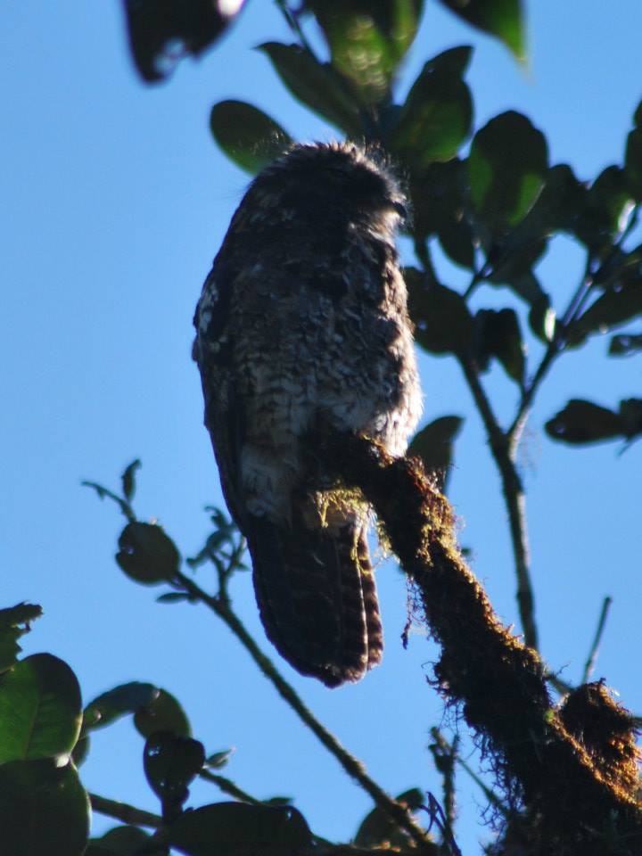 Andean Potoo - ML99926931