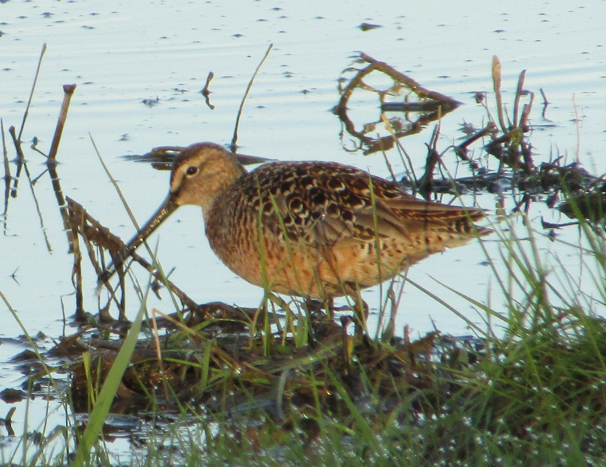 Long-billed Dowitcher - ML99927371