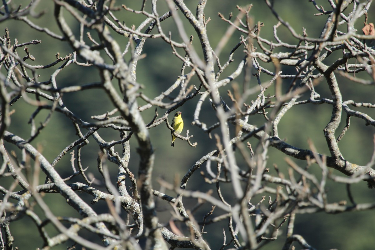 Yellow-breasted Greenfinch - SHARMILA Abdulpurkar