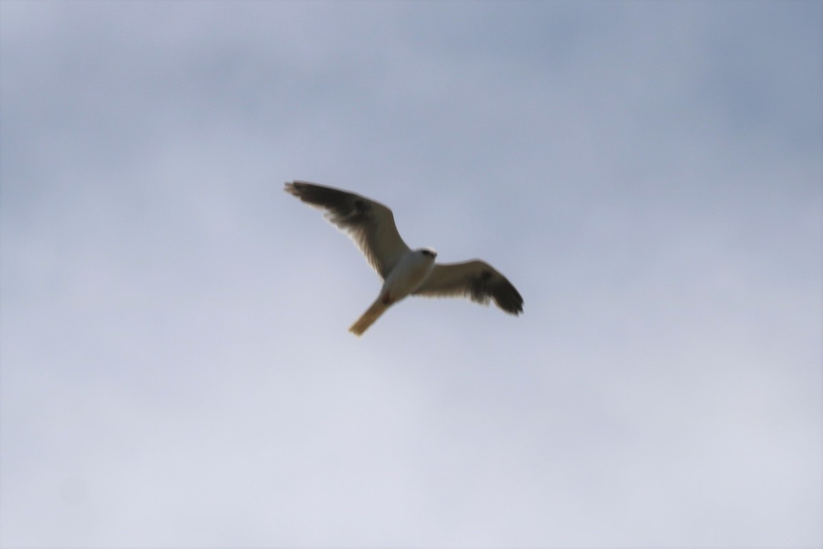 White-tailed Kite - Tom  Boucher