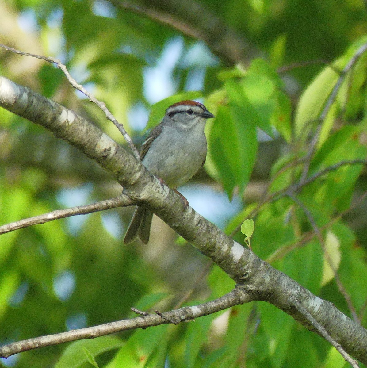 Chipping Sparrow - Charles  Crawford
