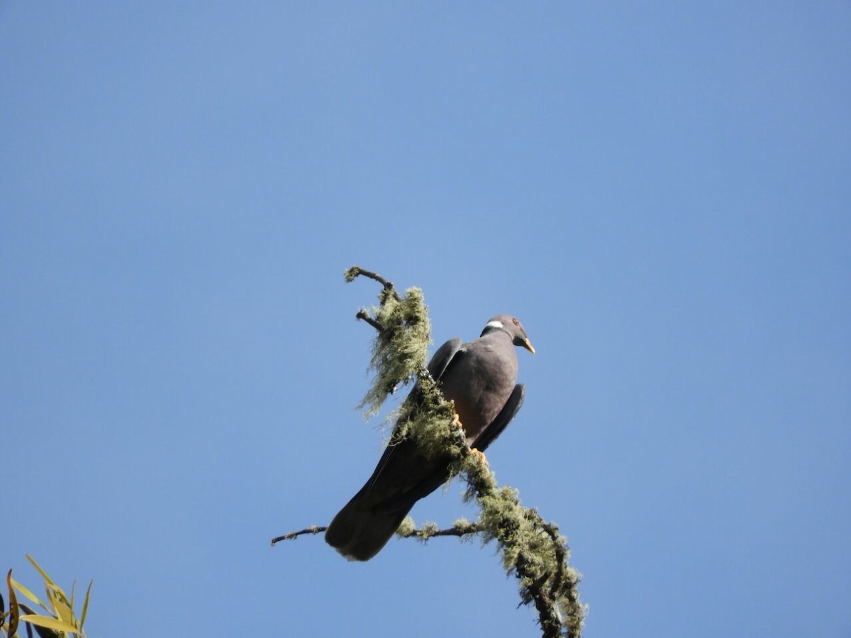 Band-tailed Pigeon - ulises Zúñiga
