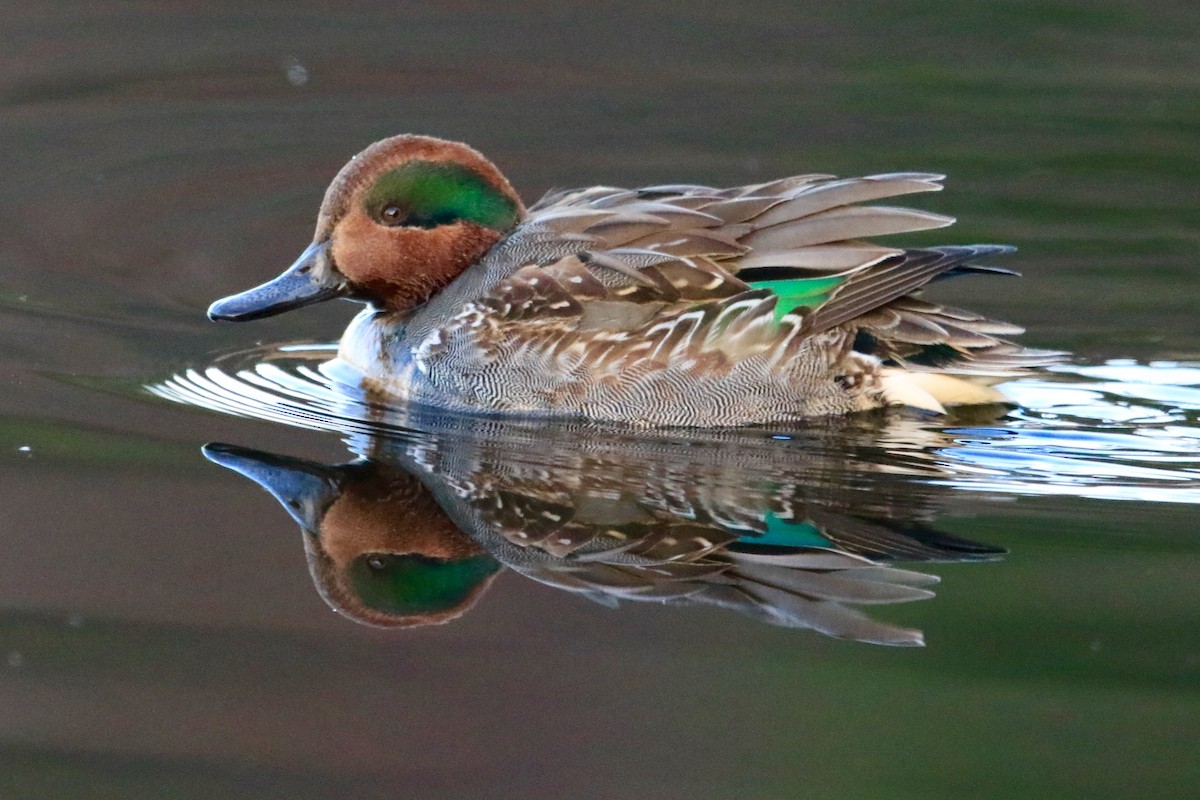 Green-winged Teal - ML99936411