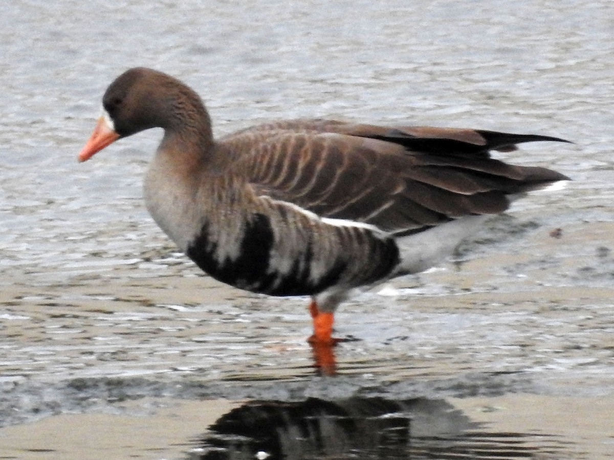 Greater White-fronted Goose - Andrew Birch