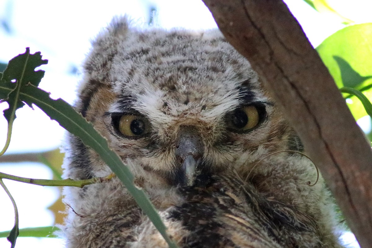 Great Horned Owl - J Tanner