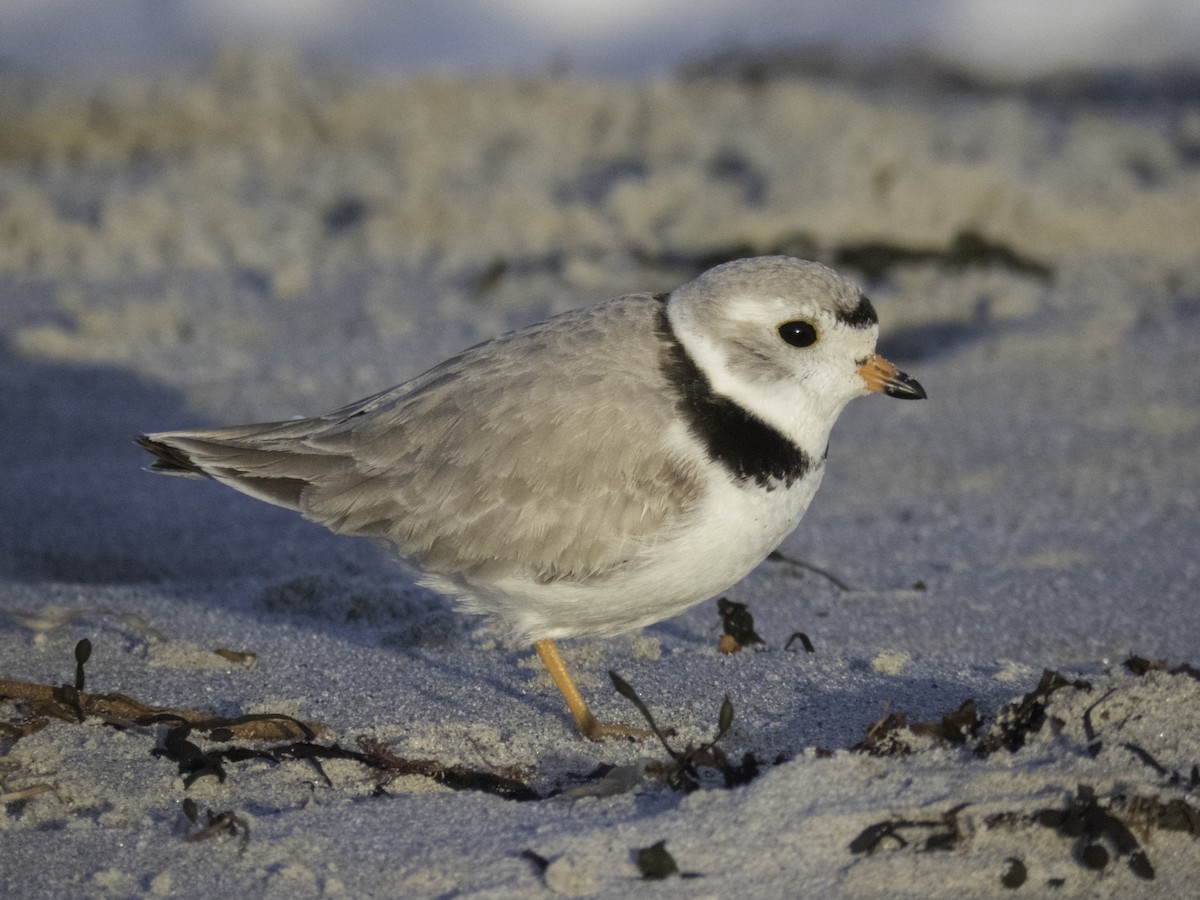 Piping Plover - ML99938081
