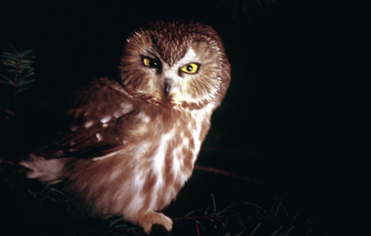Northern Saw-whet Owl - Colin Dillingham
