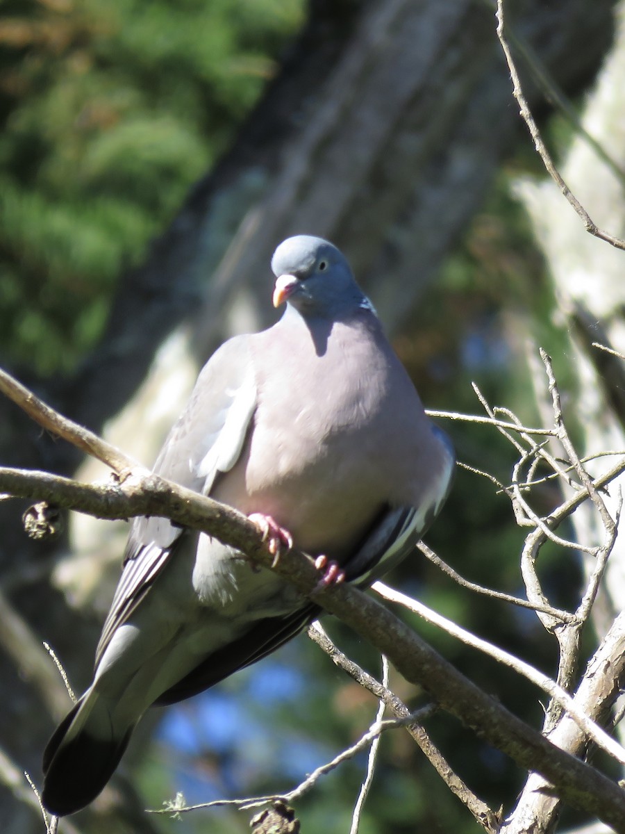 Common Wood-Pigeon - ML99943951