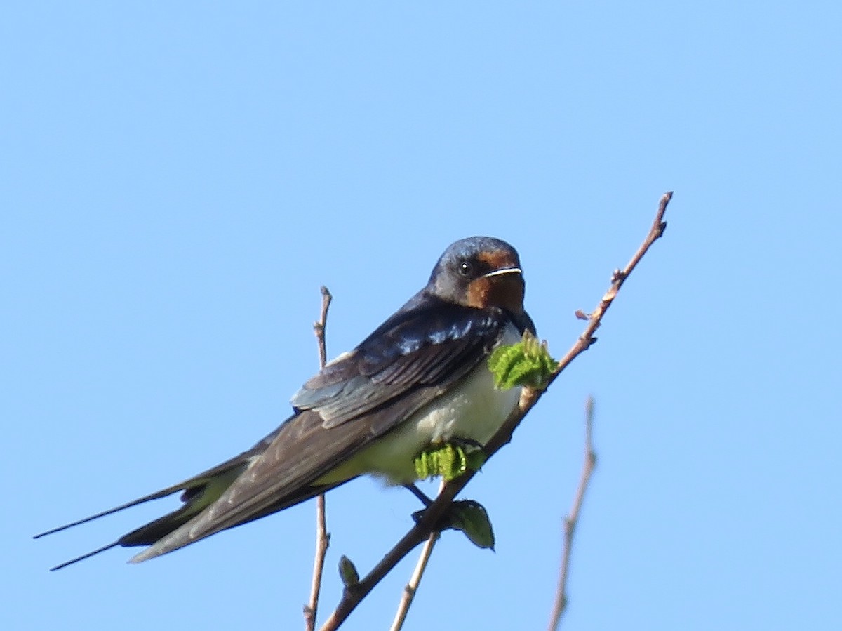 Barn Swallow (White-bellied) - ML99944671