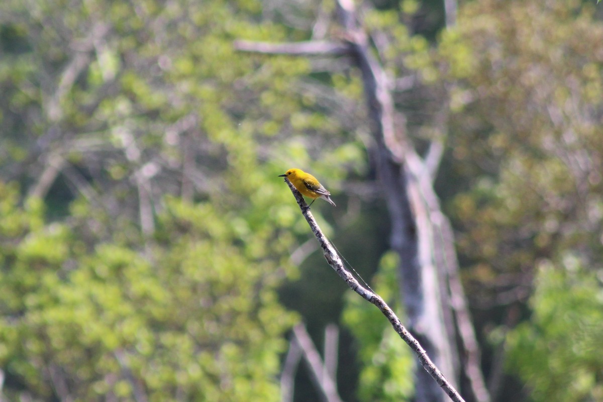 Prothonotary Warbler - Tahiry Langrand
