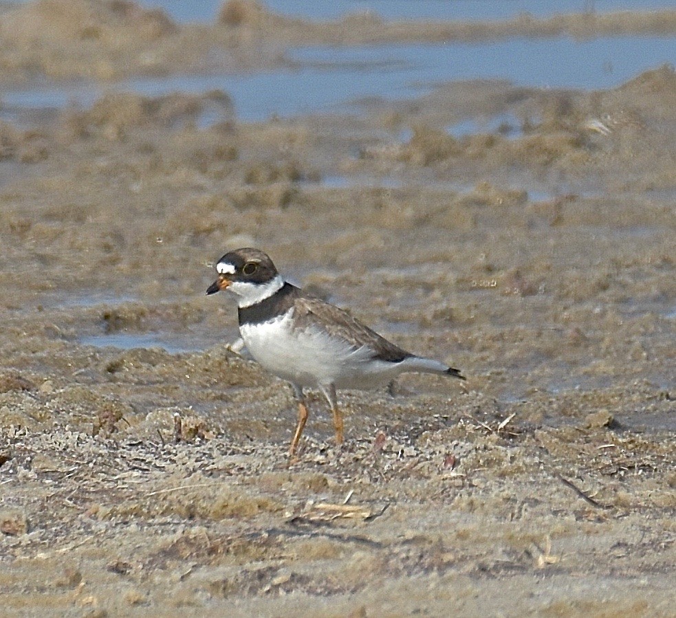 Semipalmated Plover - ML99946061