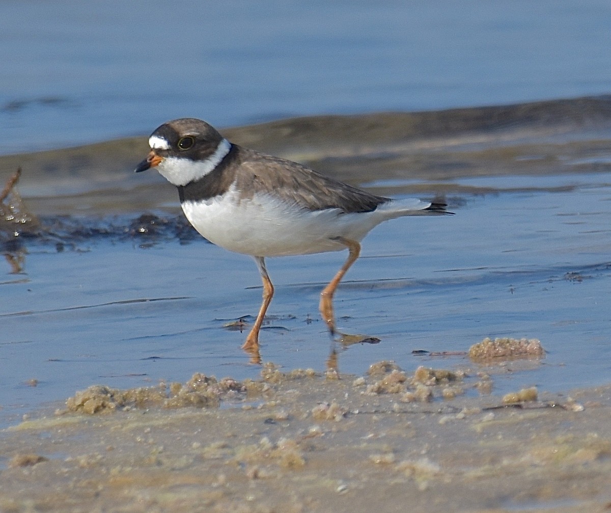 Semipalmated Plover - ML99946071