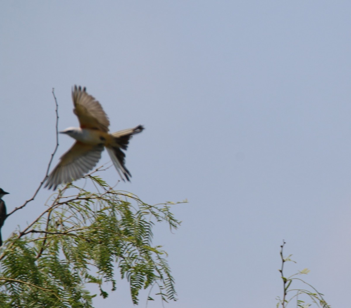 Scissor-tailed Flycatcher - Michelle Cano 🦜