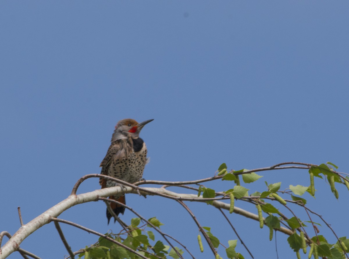 Northern Flicker (Red-shafted) - Ken Pitts