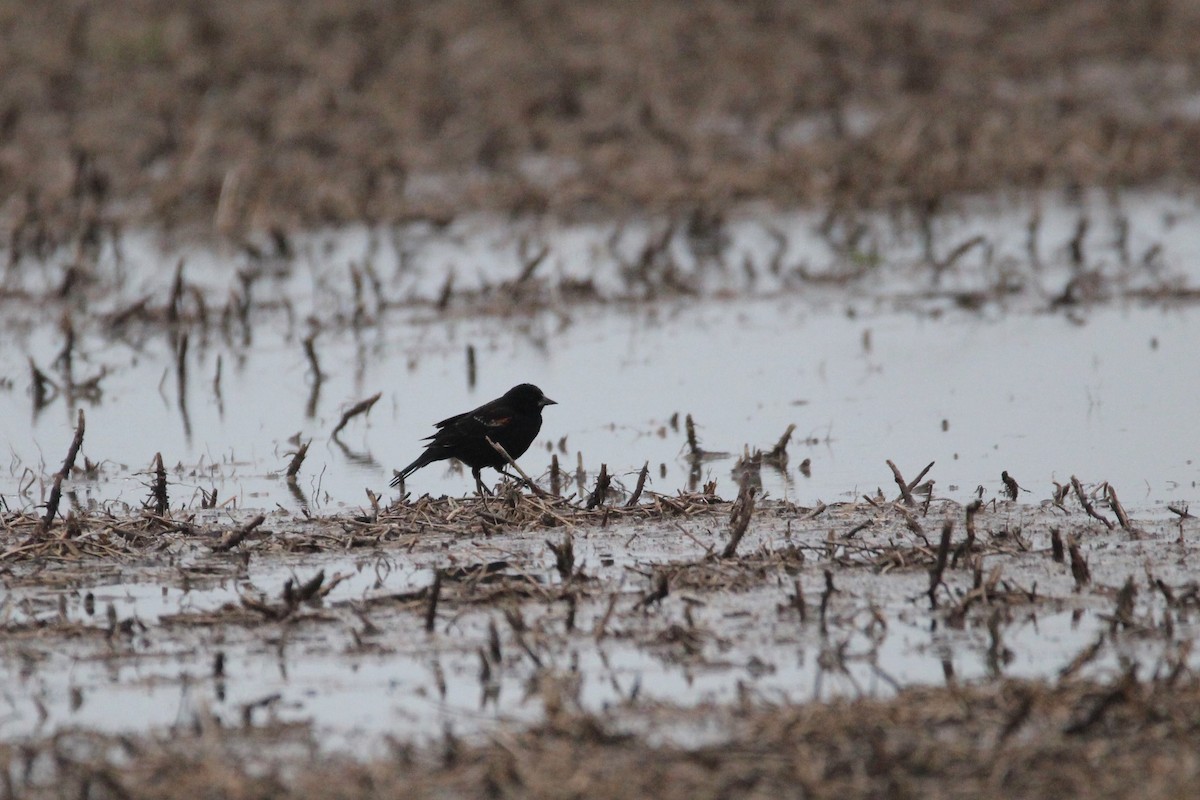Red-winged Blackbird - Quinten Wiegersma