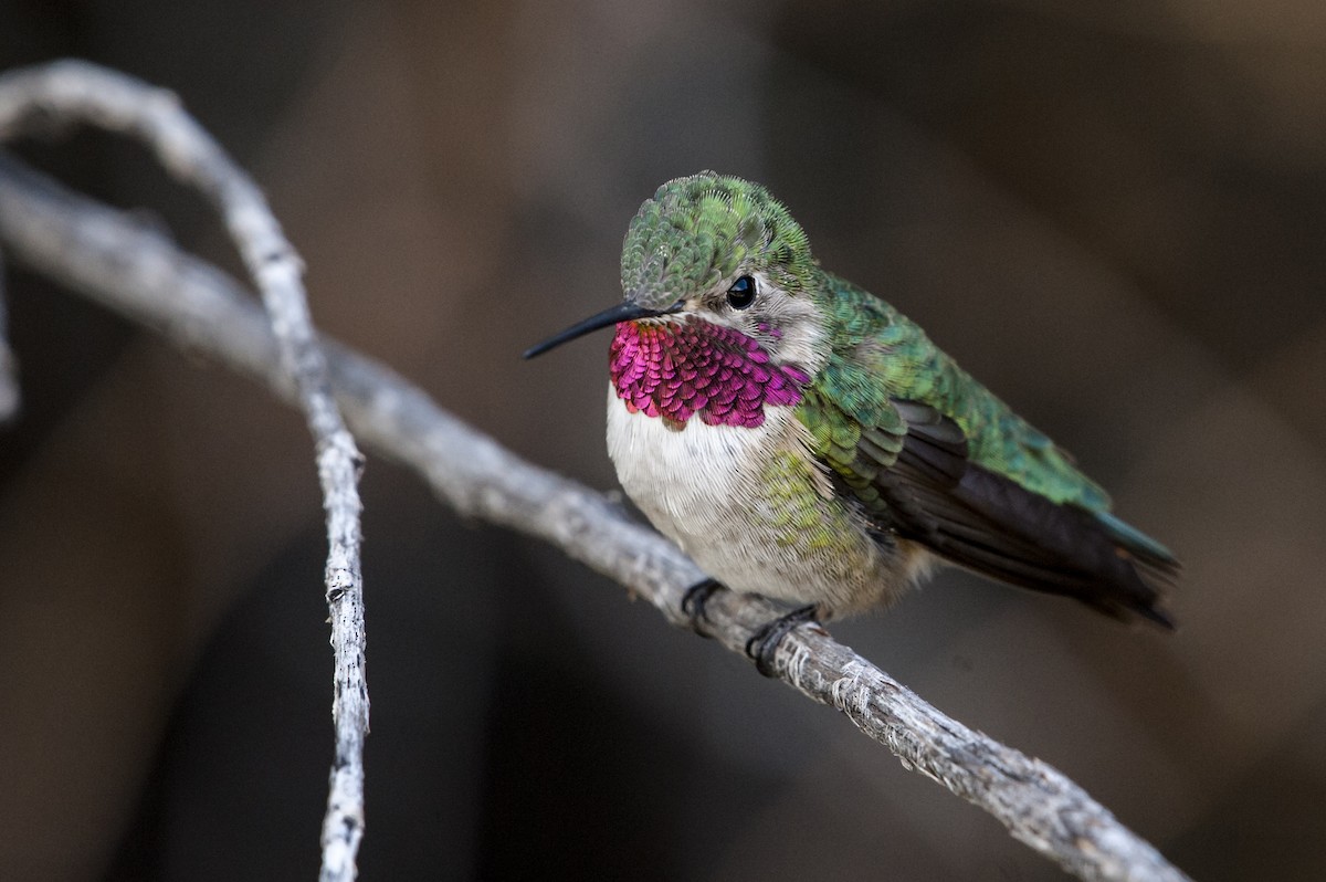 Broad-tailed Hummingbird - ML99954121