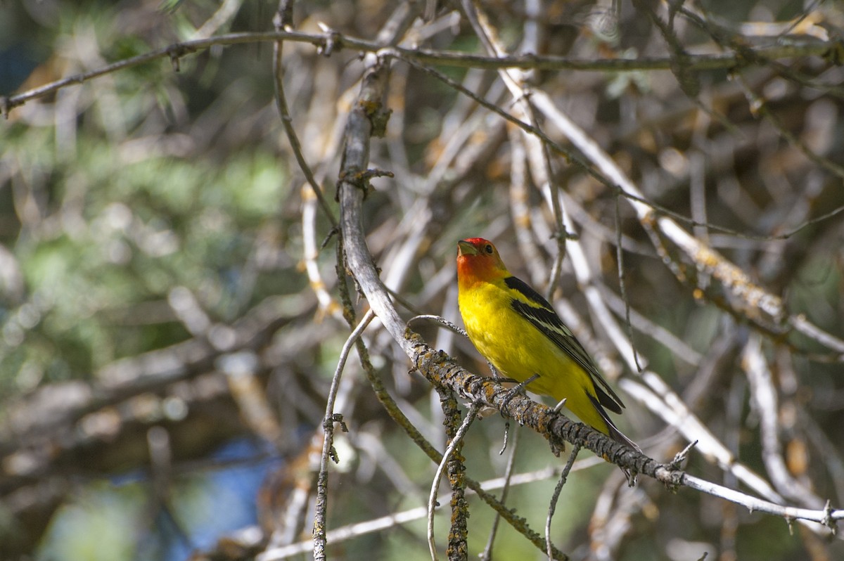 Western Tanager - ML99954291