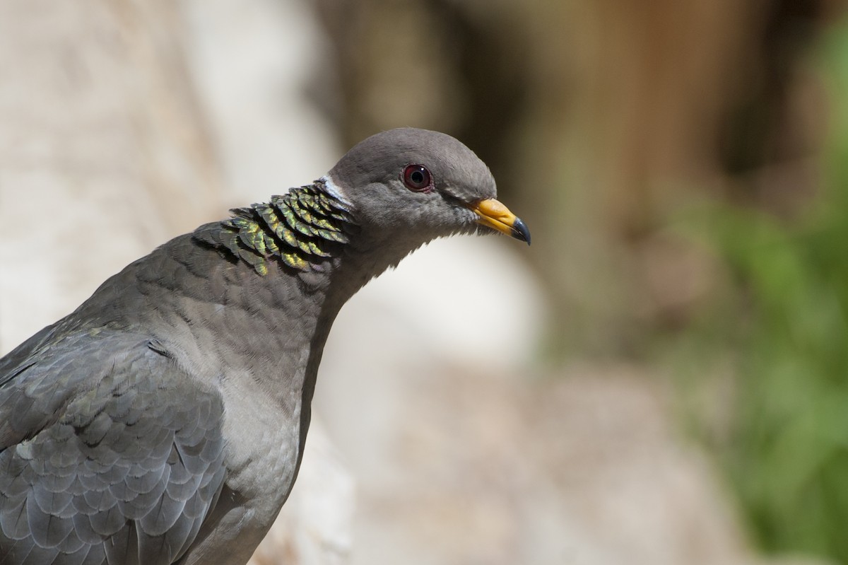 Band-tailed Pigeon - Bryan Calk