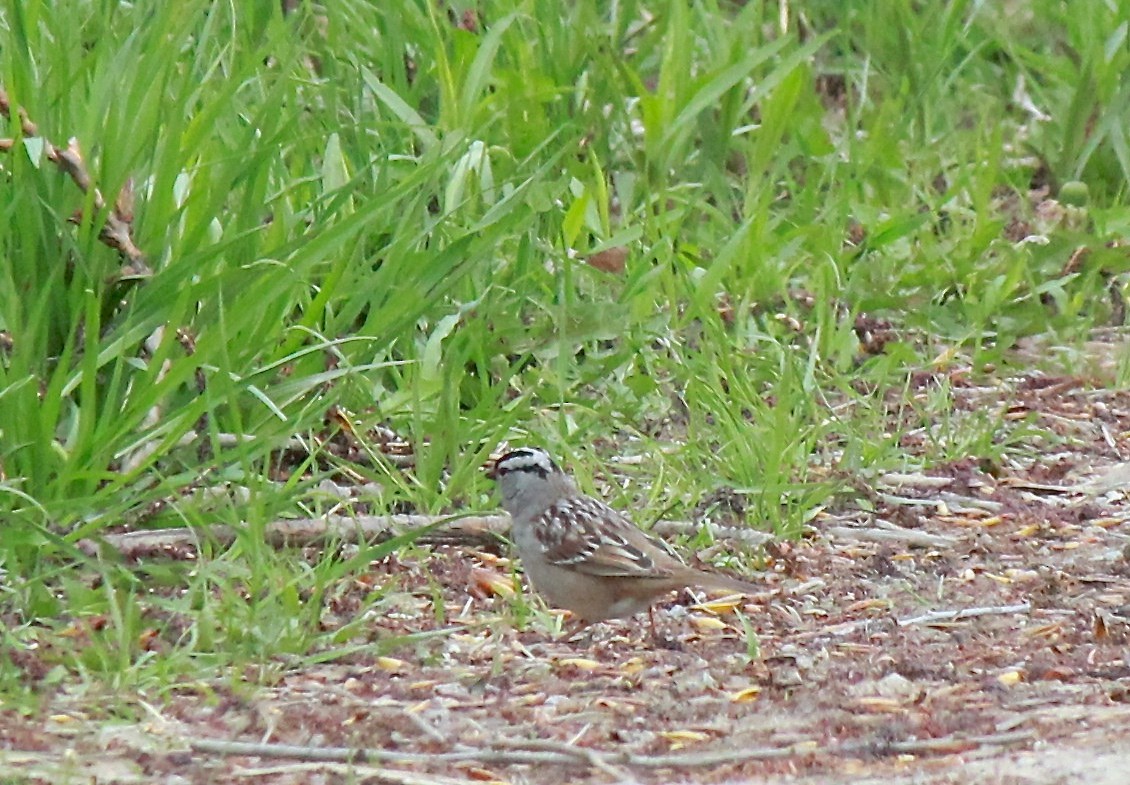 White-crowned Sparrow - Mary Kvasnic