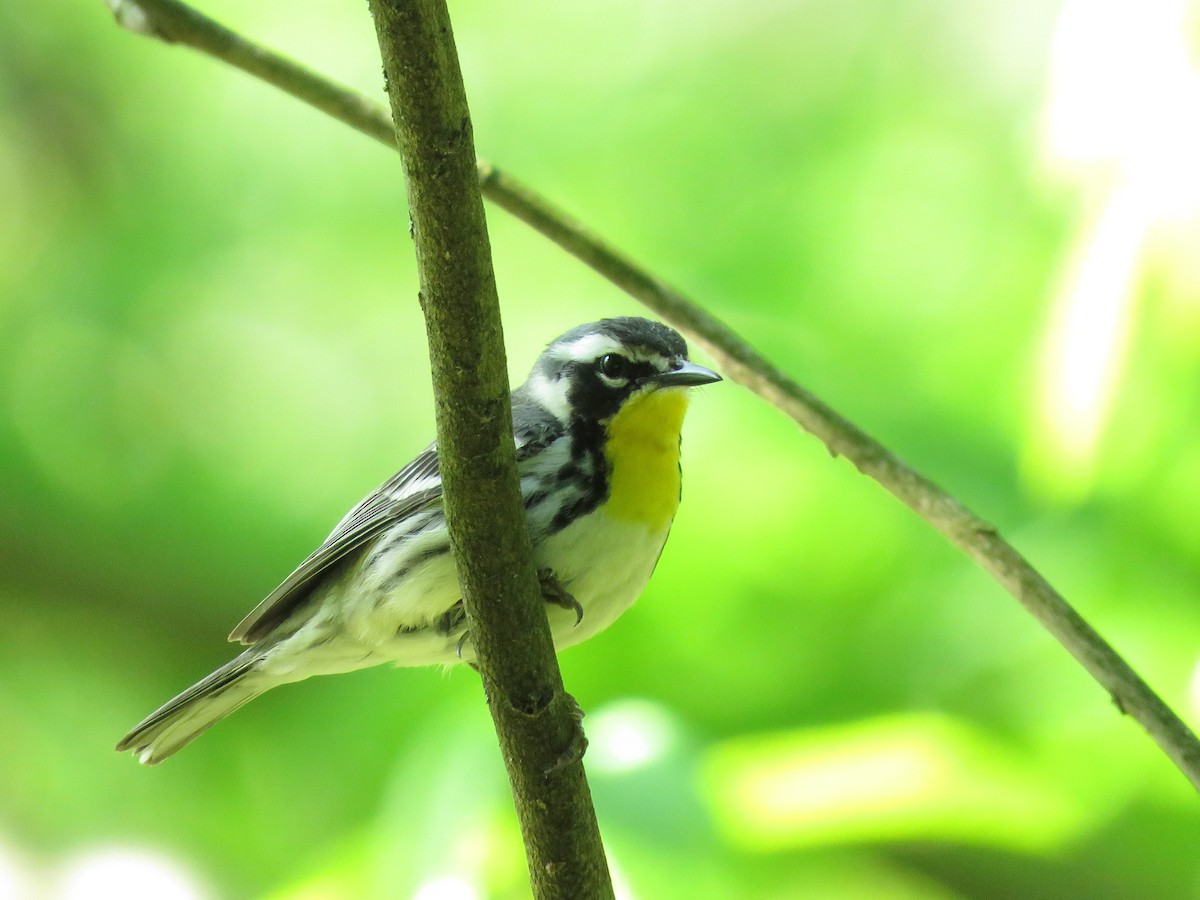 Yellow-throated Warbler - ML99959041
