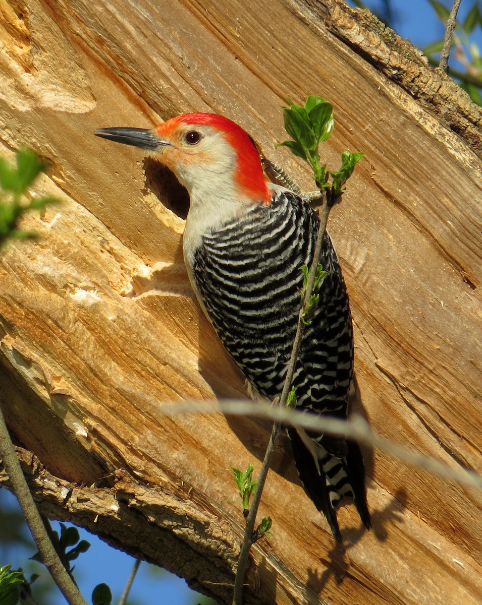 Red-bellied Woodpecker - Pam Campbell