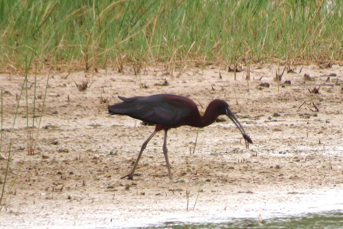 ibis hnědý - ML99961341