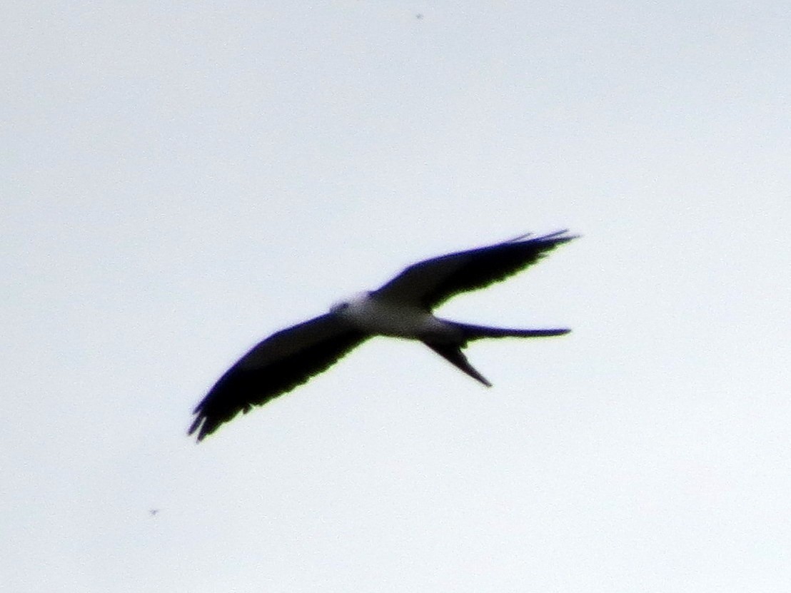 Swallow-tailed Kite - ML99961501