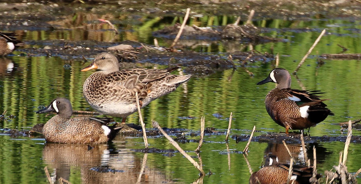 Blue-winged Teal - Mike Fung