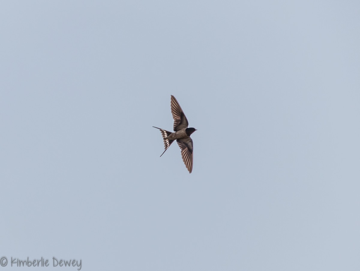 Barn Swallow - ML99963511