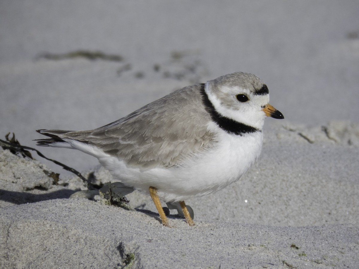 Piping Plover - ML99963571