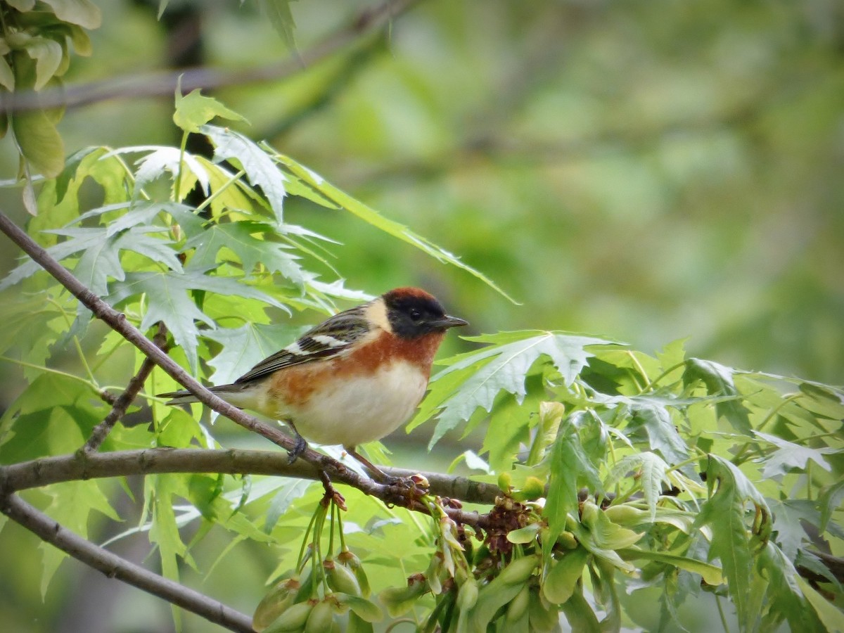 Bay-breasted Warbler - Chao Jimmy Wu