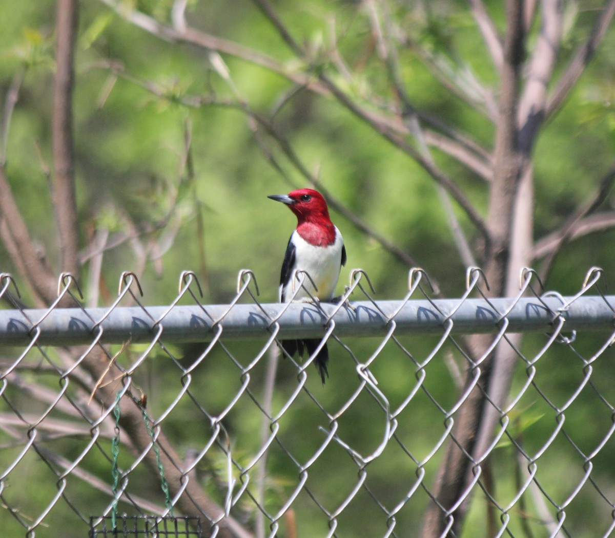 Red-headed Woodpecker - Dominique De Caprona
