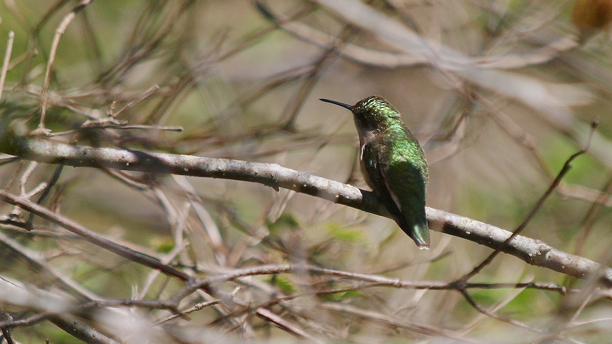 Ruby-throated Hummingbird - Bill Bunn