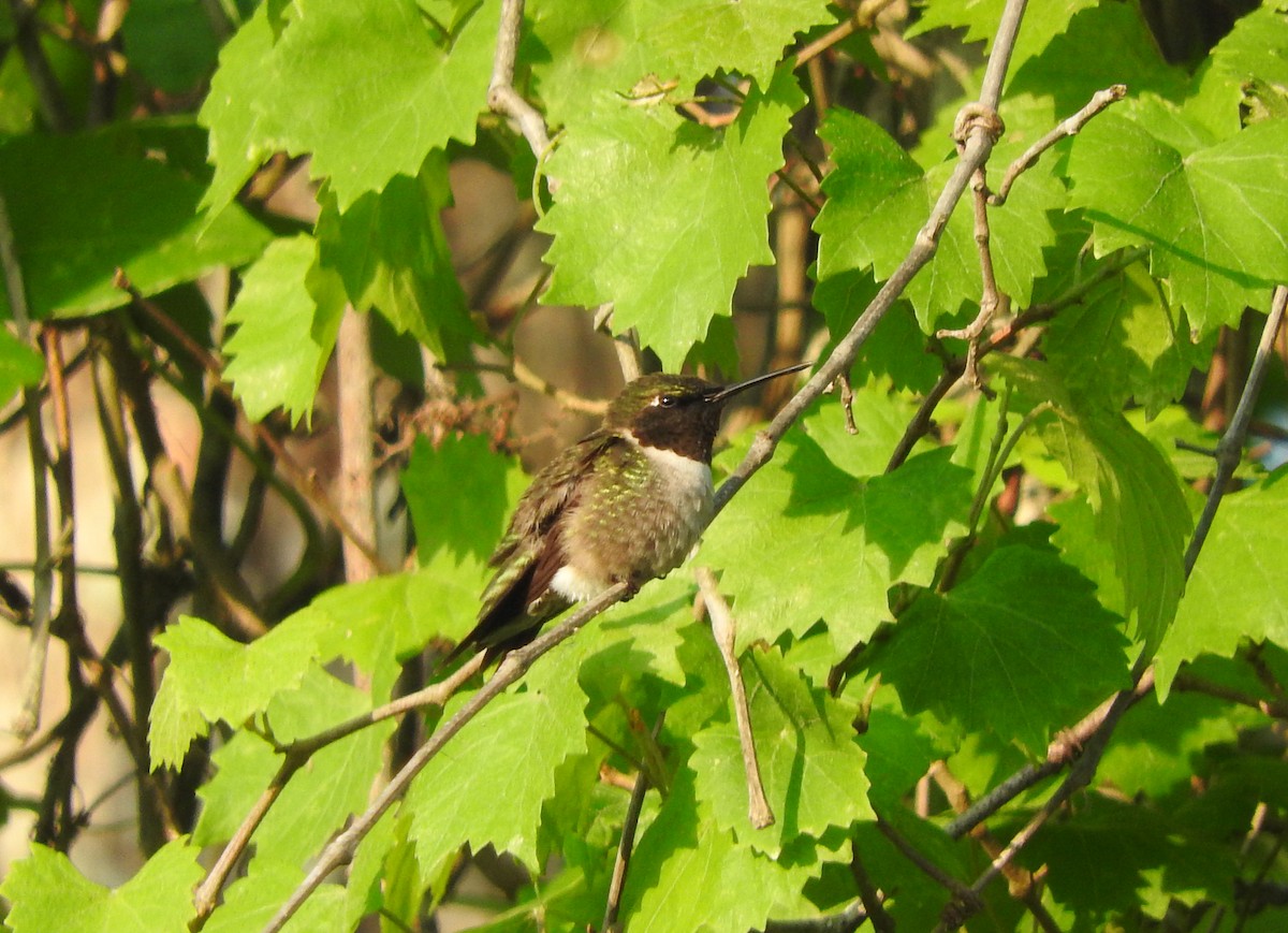 Ruby-throated Hummingbird - Alan MacEachren