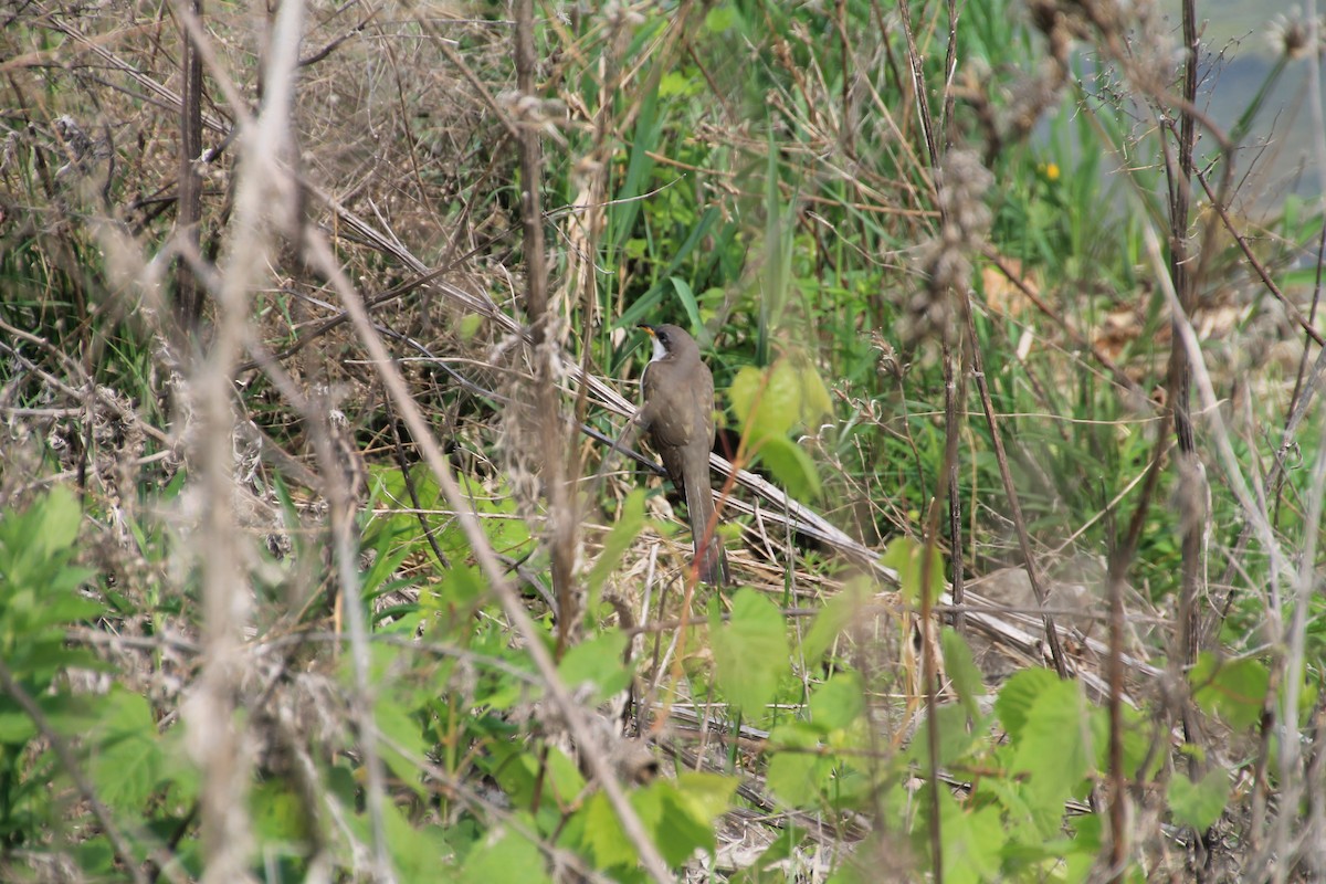 Yellow-billed Cuckoo - ML99976591