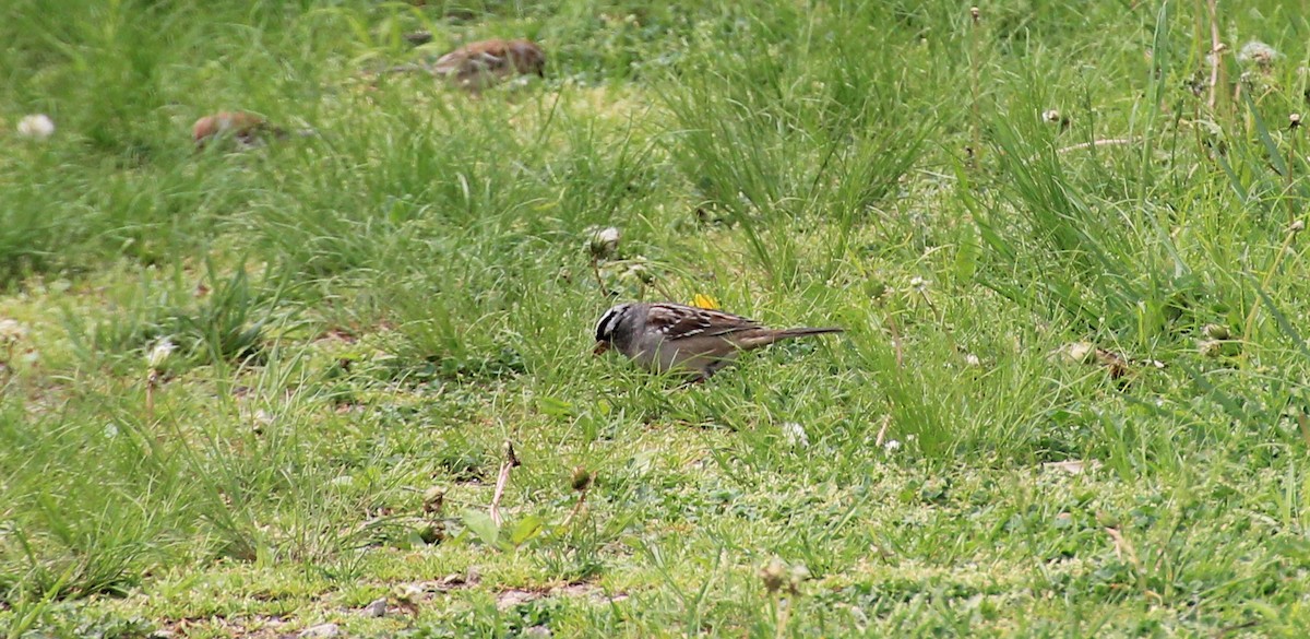 White-crowned Sparrow - ML99977801