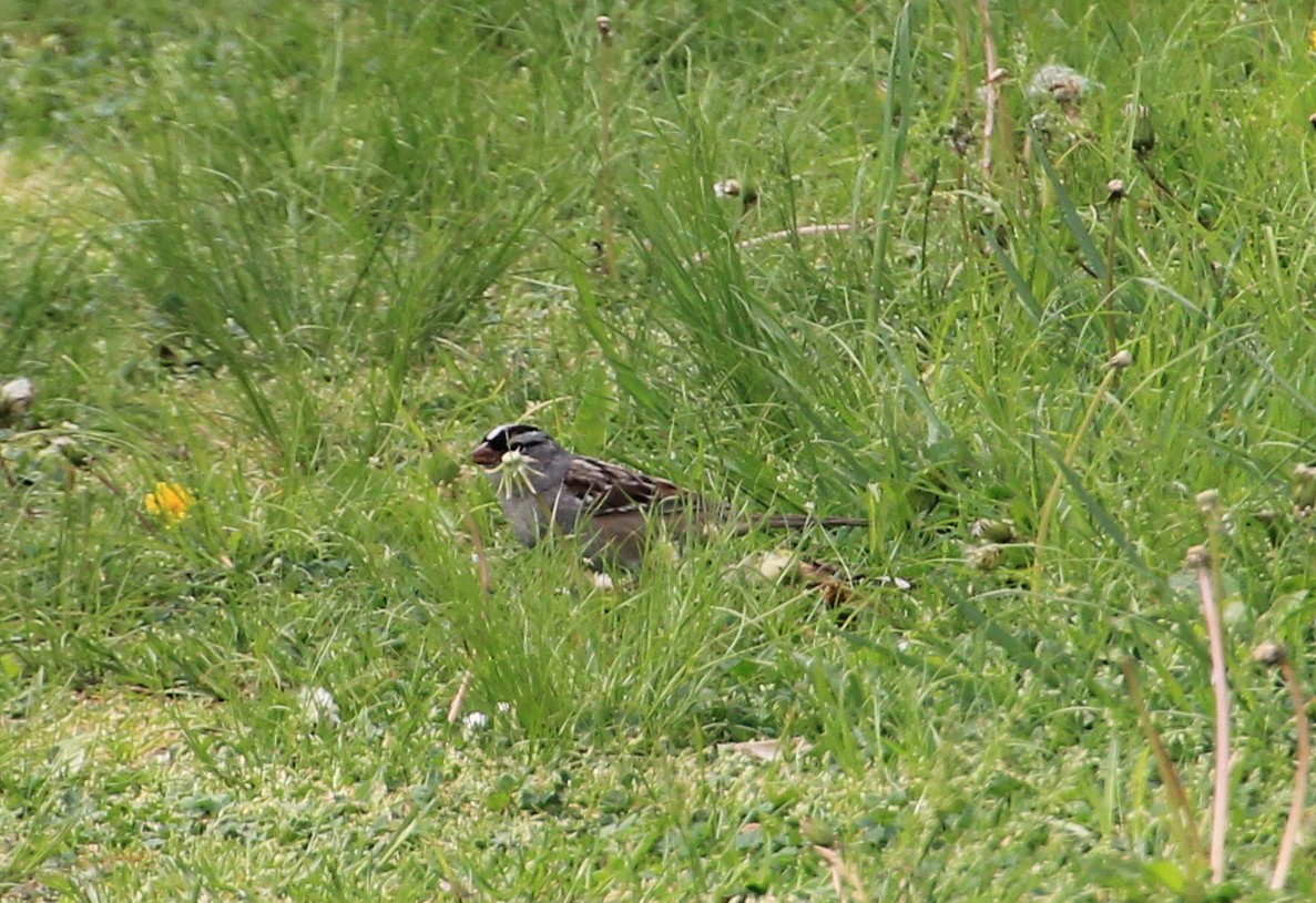 White-crowned Sparrow - ML99977851