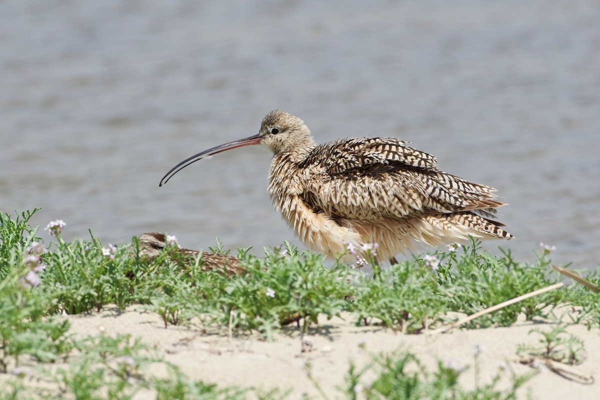Long-billed Curlew - ML99978201
