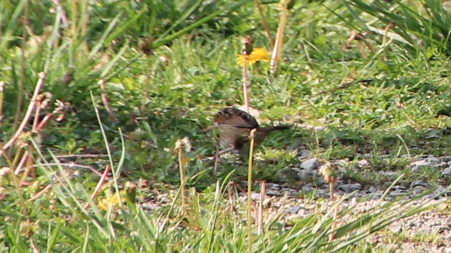 Swamp Sparrow - ML99979831