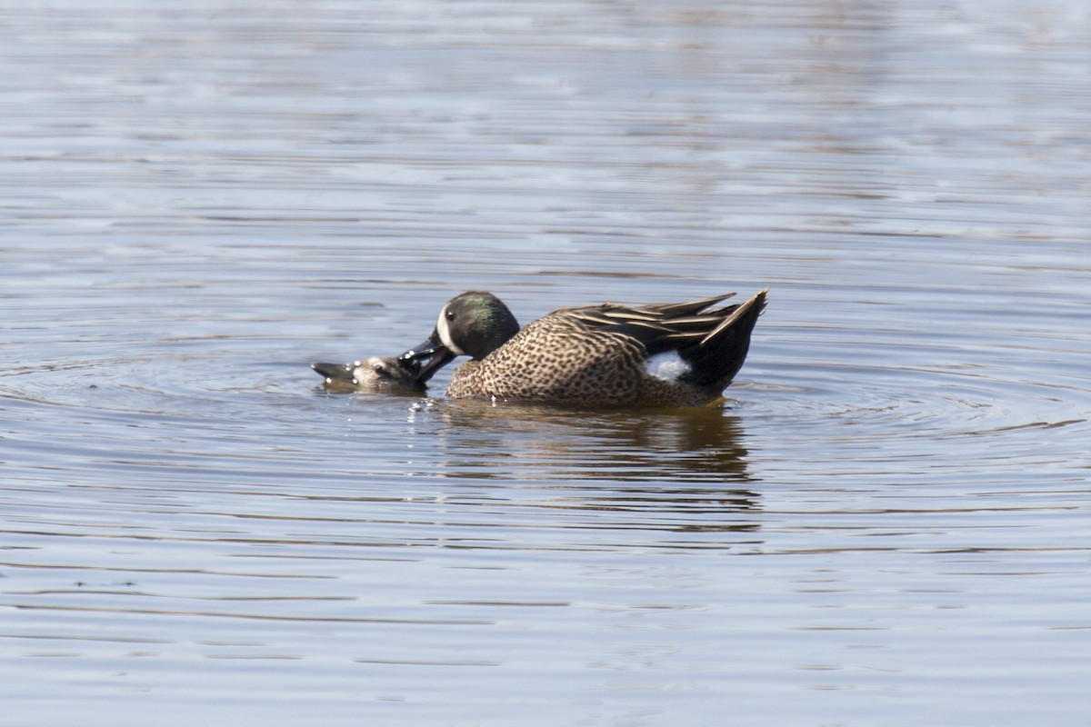 Blue-winged Teal - ML99980211