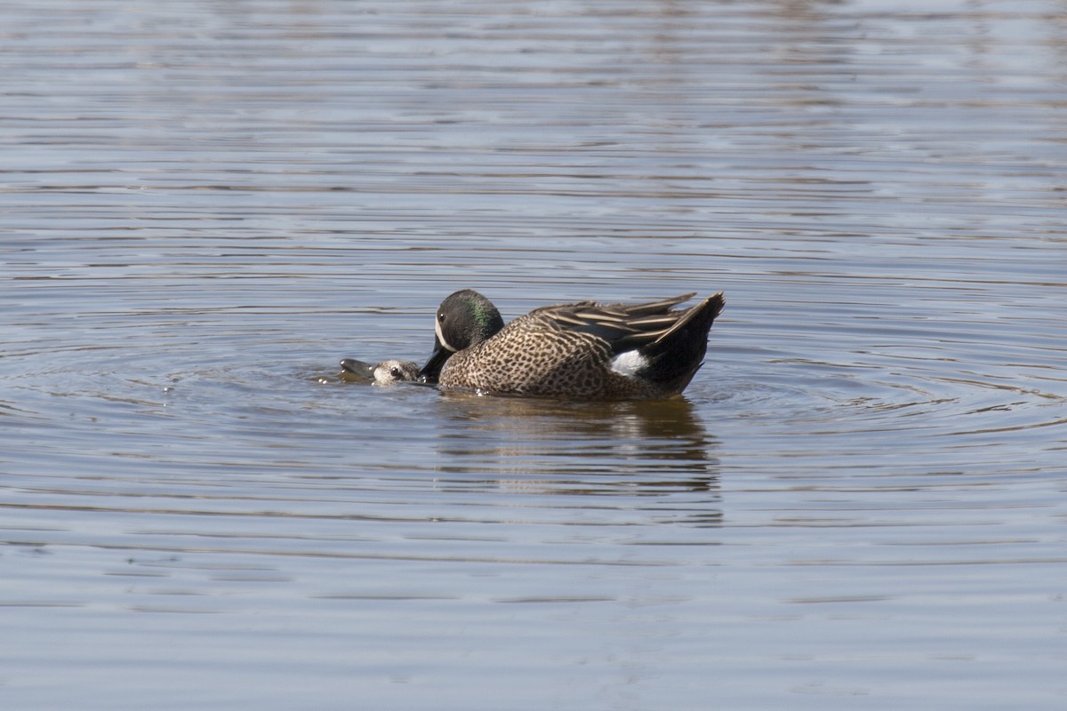 Blue-winged Teal - ML99980221