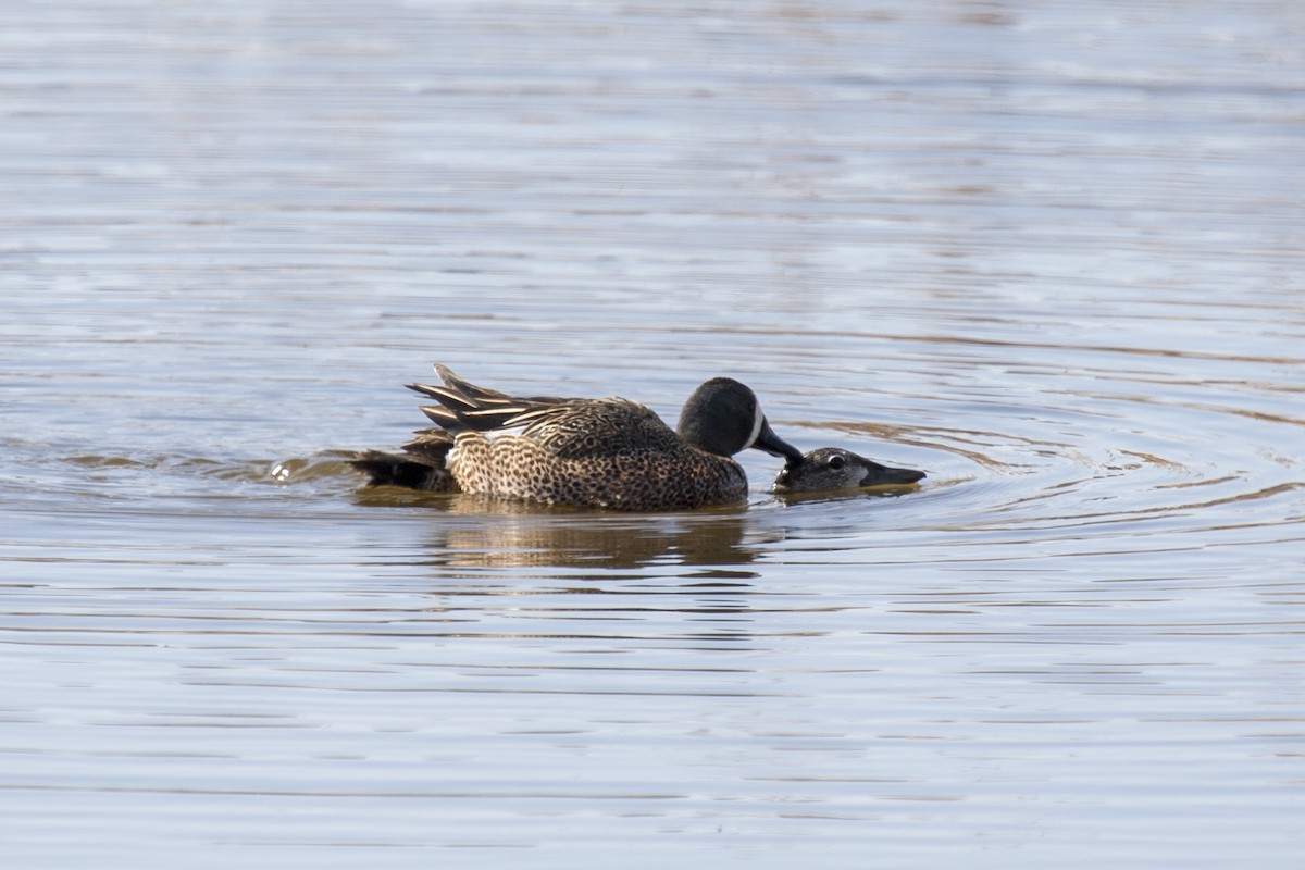 Blue-winged Teal - ML99980241