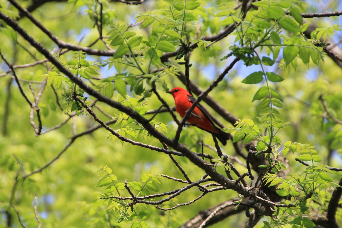 Scarlet Tanager - ML99980631