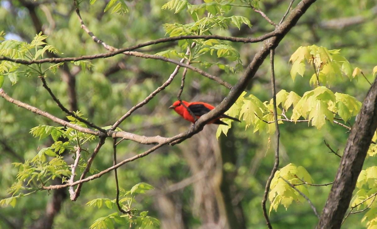 Scarlet Tanager - ML99980751