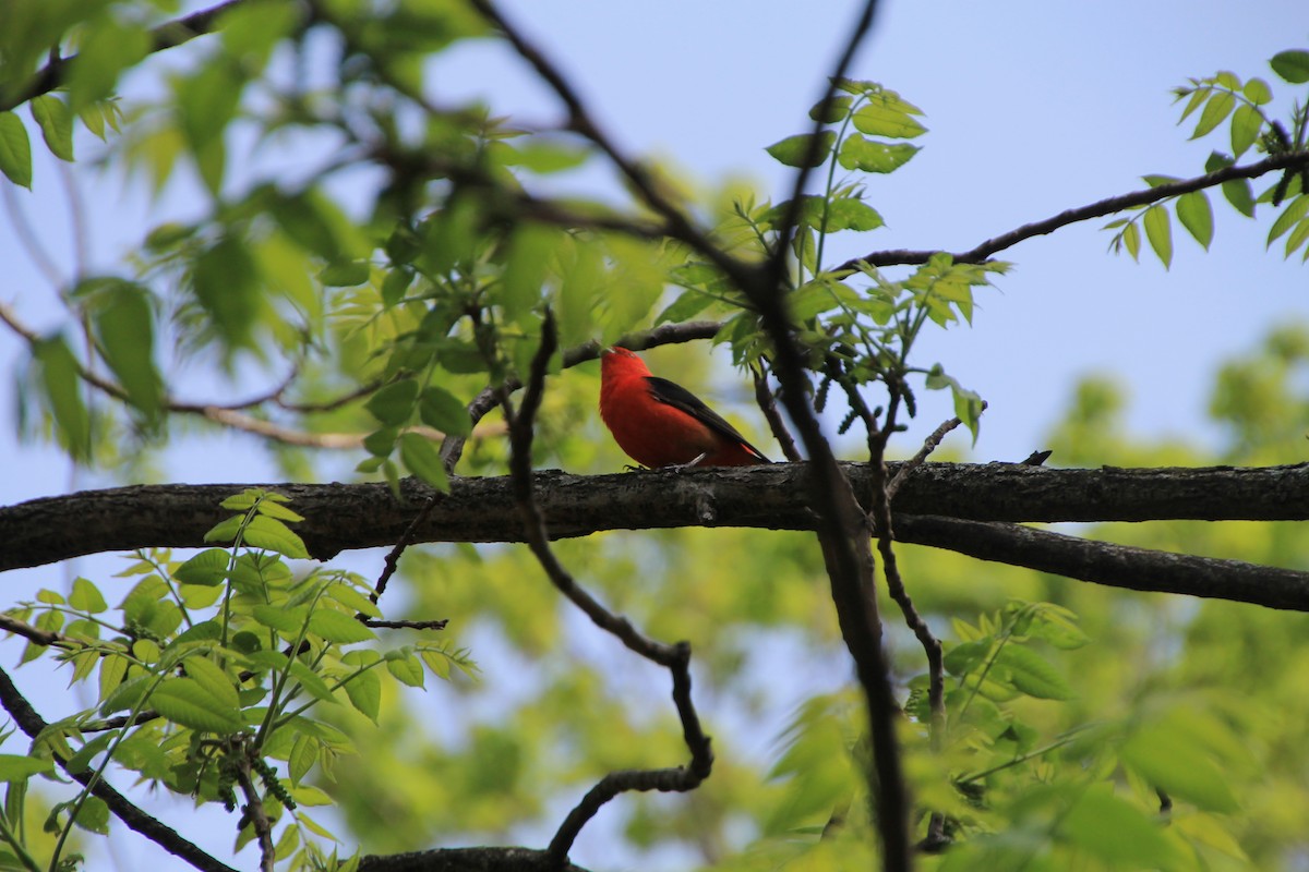 Scarlet Tanager - ML99980811