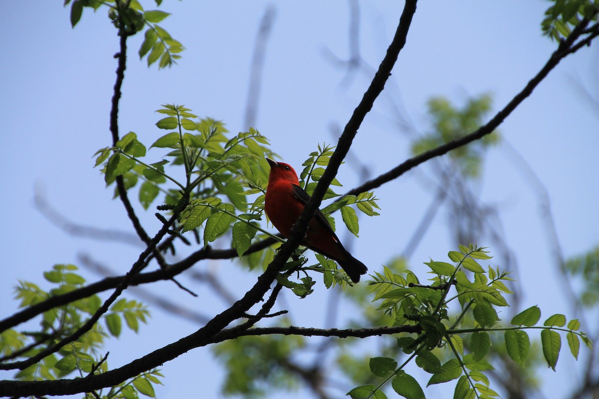 Scarlet Tanager - ML99980931